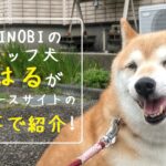 フリースクール 新潟市 中央区 フリースクールNOBINOBI 不登校 児童 生徒 保護者 対応 癒し 担当 みんなのアイドル スタッフ 繁殖引退 保護犬 柴犬 こはる ニュースサイト 記事 紹介 告知 イメージ画像