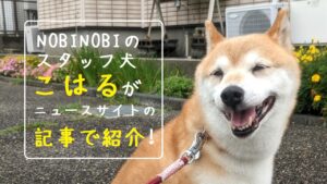 フリースクール 新潟市 中央区 フリースクールNOBINOBI 不登校 児童 生徒 保護者 対応 癒し 担当 みんなのアイドル スタッフ 繁殖引退 保護犬 柴犬 こはる ニュースサイト 記事 紹介 告知 イメージ画像