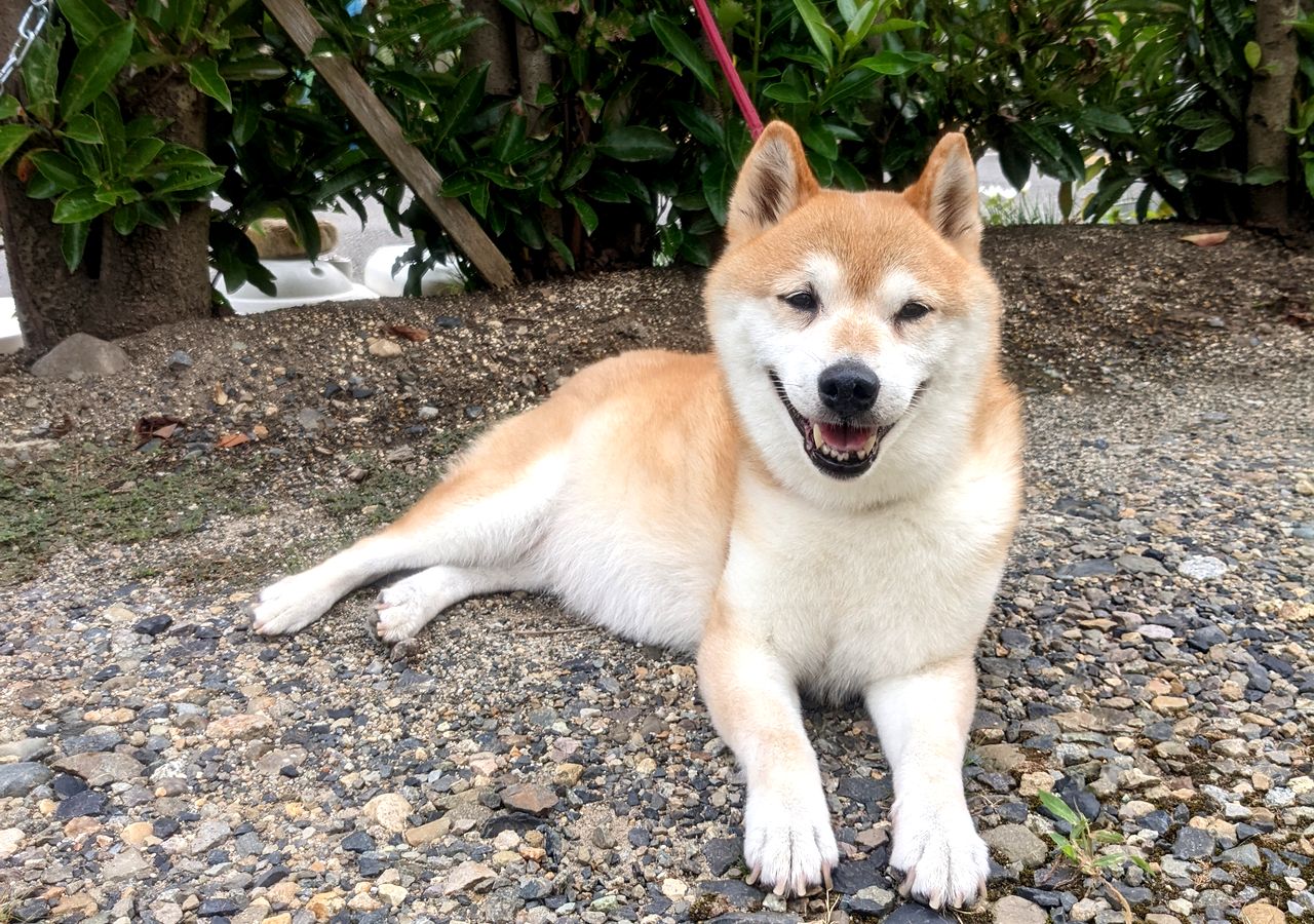 フリースクール 新潟市 中央区 フリースクールNOBINOBI 不登校 児童 生徒 保護者 対応 癒し 担当 みんなのアイドル スタッフ 繁殖引退 保護犬 柴犬 こはる 駐車場 画像