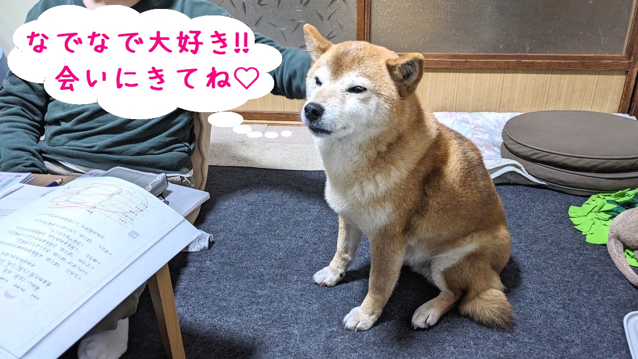 新潟市 中央区 フリースクール NOBINOBI 不登校 小学生 中学生 高校生 第三の居場所 サードプレイス スタッフ犬 こーちゃん なでなで 画像