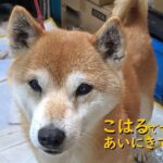 【初めまして】新スタッフに保護犬が加入、よろしくお願いします!