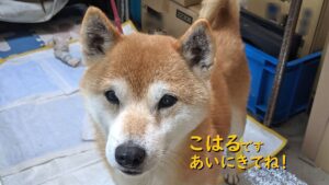 【初めまして】新スタッフに保護犬が加入、よろしくお願いします!