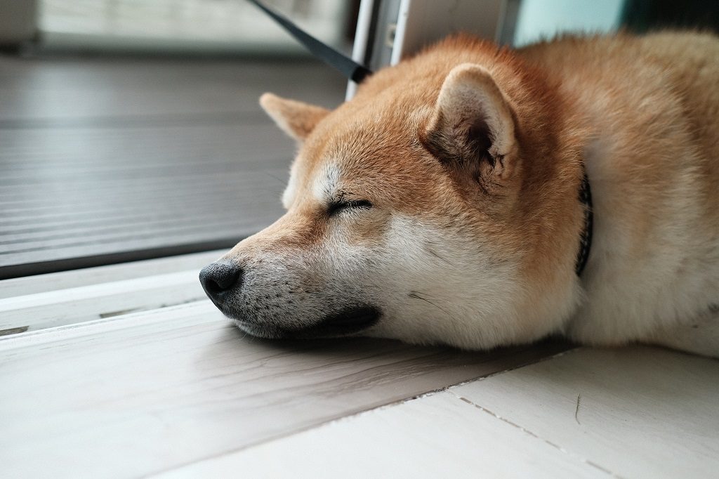 眠る柴犬で睡眠の大切さをイメージ