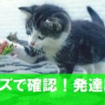 発達段階の課題がわかればイライラ解消にも役立つ!小学校5~6年生向けクイズ