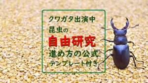 【虫出演中】昆虫の自由研究、クワガタムシで“進め方の公式”とコツを丁寧解説（テンプレート付き）
