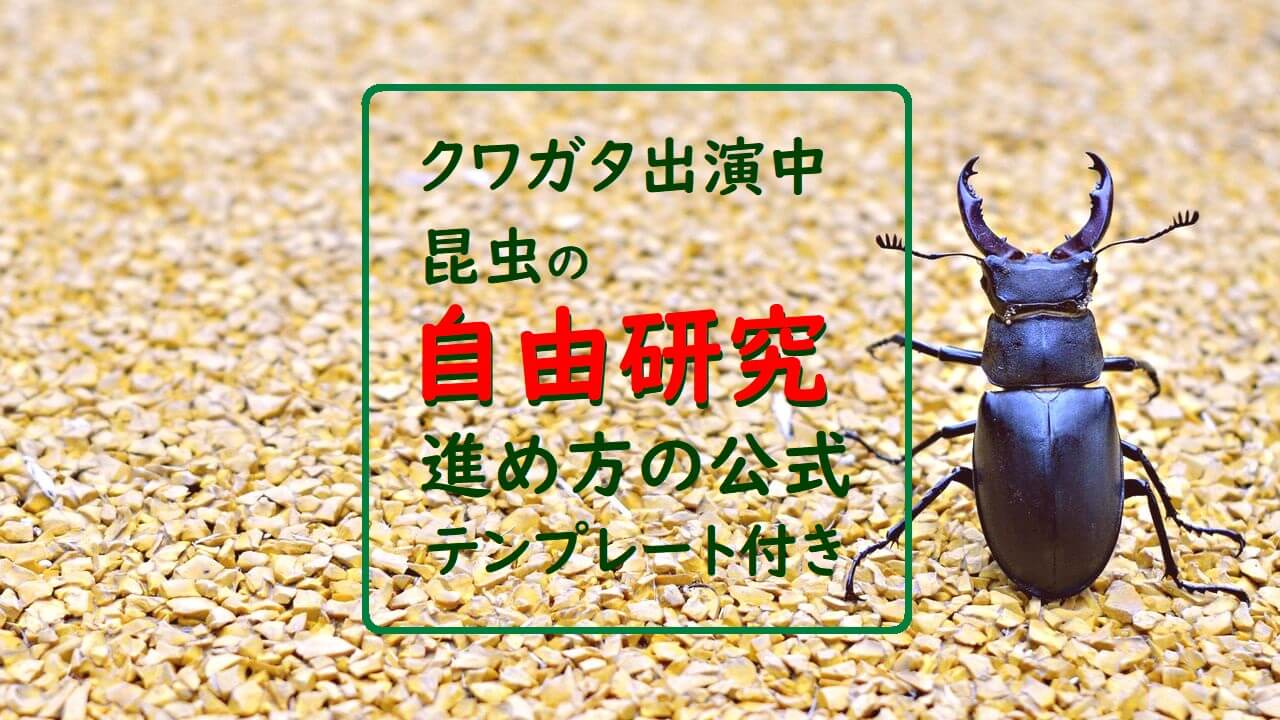 虫出演中 昆虫の自由研究 クワガタムシで 進め方の公式 とコツを丁寧解説 テンプレート付き