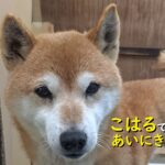 【ご挨拶】新スタッフ保護犬こはるです、よろしくお願いします!