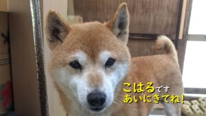 【ご挨拶】新スタッフ保護犬こはるです、よろしくお願いします！